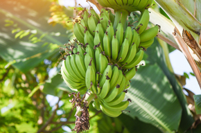 Kolumne Licht und Hoffnung